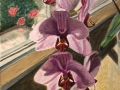 Donata D'Orta V